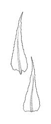 Eurhynchium praelongum, branch leaves. Drawn from J. Child 6659, CHR 429182.
 Image: R.C. Wagstaff © Landcare Research 2019 CC BY 3.0 NZ